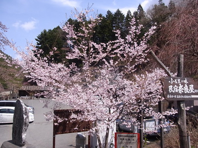 奈良田の里温泉の桜